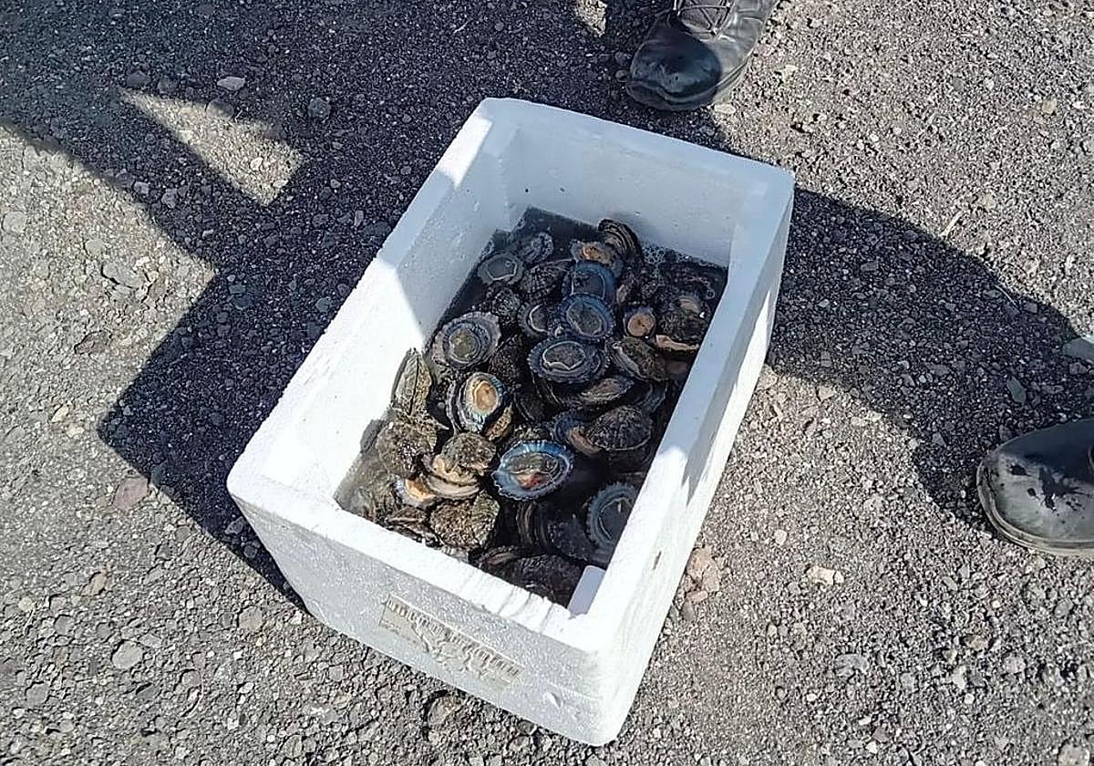 Lapas incautadas en Gran Canaria.