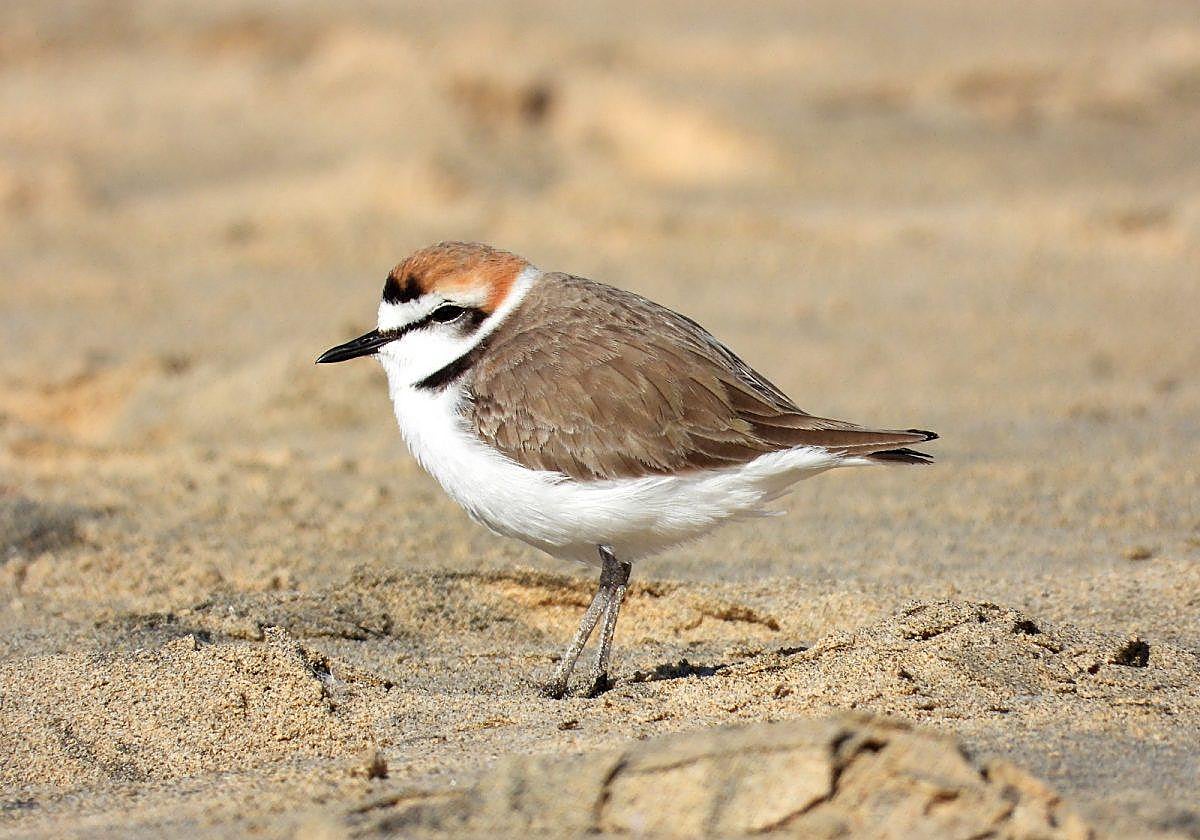 El también llamado frailecillo blanco o pollito de mar pone sus huevos directamente en la arena.