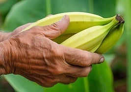 Imagen de archivo de unos plátanos.