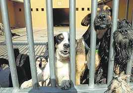 Perros del Albergue Insular de Animales de Bañaderos esperando a ser adoptados.