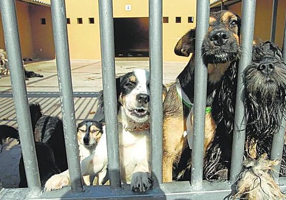 Perros del Albergue Insular de Animales de Bañaderos esperando a ser adoptados.
