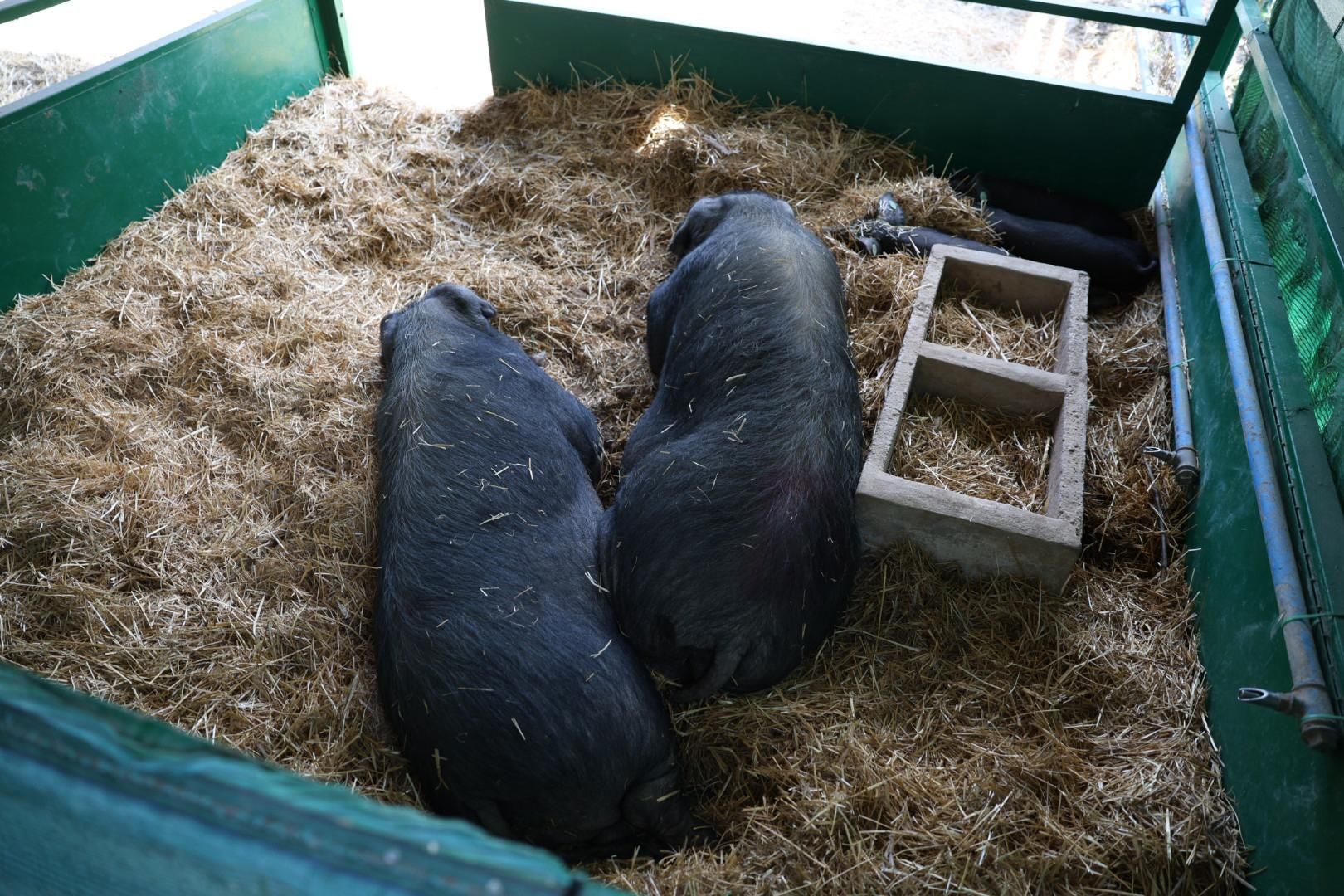 El sector primario se abre a los niños