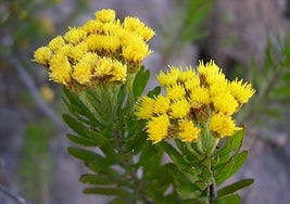 El estudio identifica áreas clave para la conservación de la biodiversidad vegetal endémica.