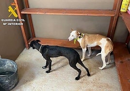 Los dos perros de caza que fueron encontrando deambulando sin supervisión en un terreno sometido a régimen cinegético especial, coincidiendo con la época donde no está permitido cazar temporalmente.