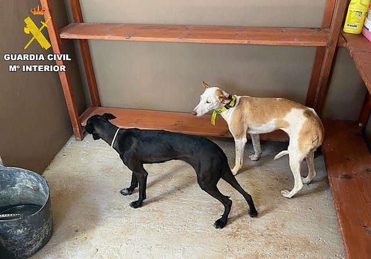 Los dos perros de caza que fueron encontrando deambulando sin supervisión en un terreno sometido a régimen cinegético especial, coincidiendo con la época donde no está permitido cazar temporalmente.