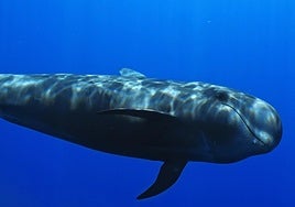 Una imagen del cortometraje 'Nika, el calderón tropical'.