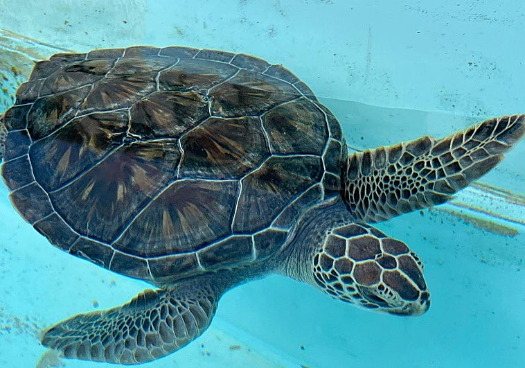 La tortuga Solsticia.