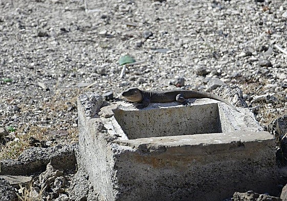 Uno de los ejemplares, este jueves en Arauz.