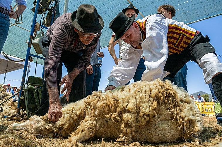 El alcalde Teodoro Sosa durante la 'trasquilá' que se llevó a cabo en el antiguo campo de fútbol de Caideros.