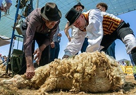 El alcalde Teodoro Sosa durante la 'trasquilá' que se llevó a cabo en el antiguo campo de fútbol de Caideros.