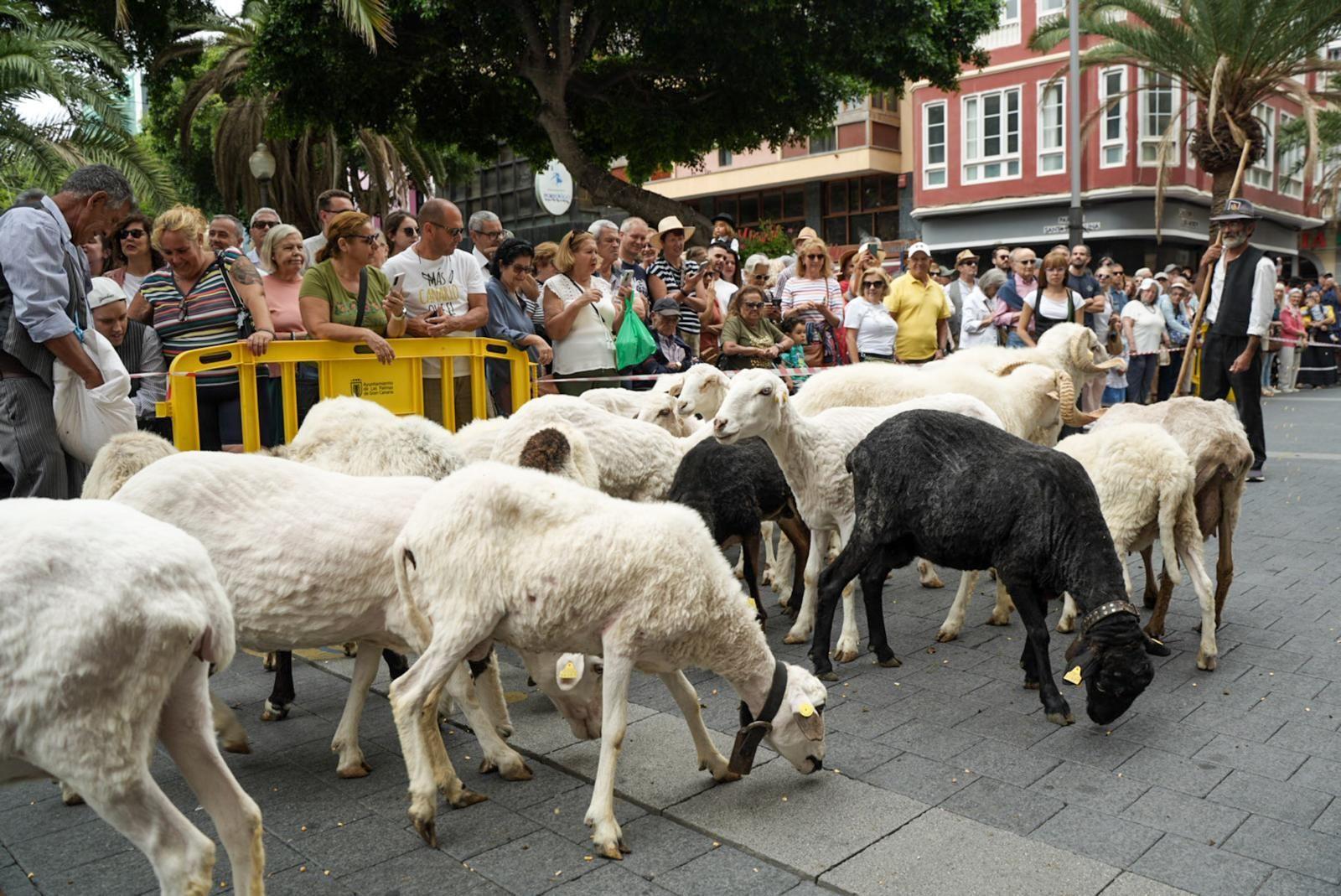 El Paseo Romero llena de tradición el itsmo