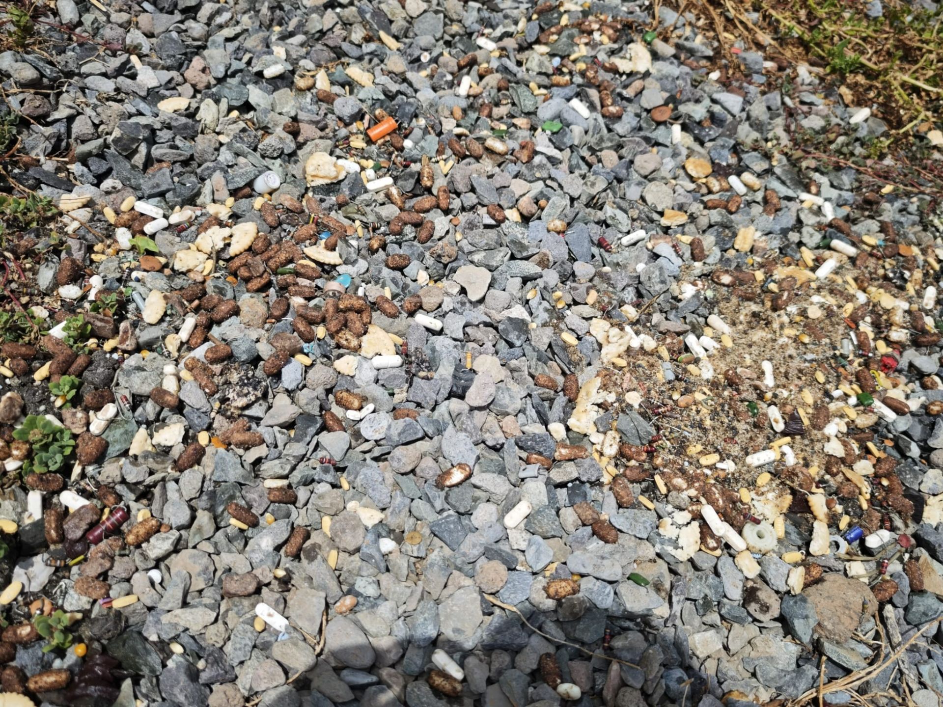 Imagen de las pastillas en el parque para perros del Telde.