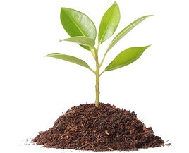 La basura de unas plantas puede ser el tesoro de otras