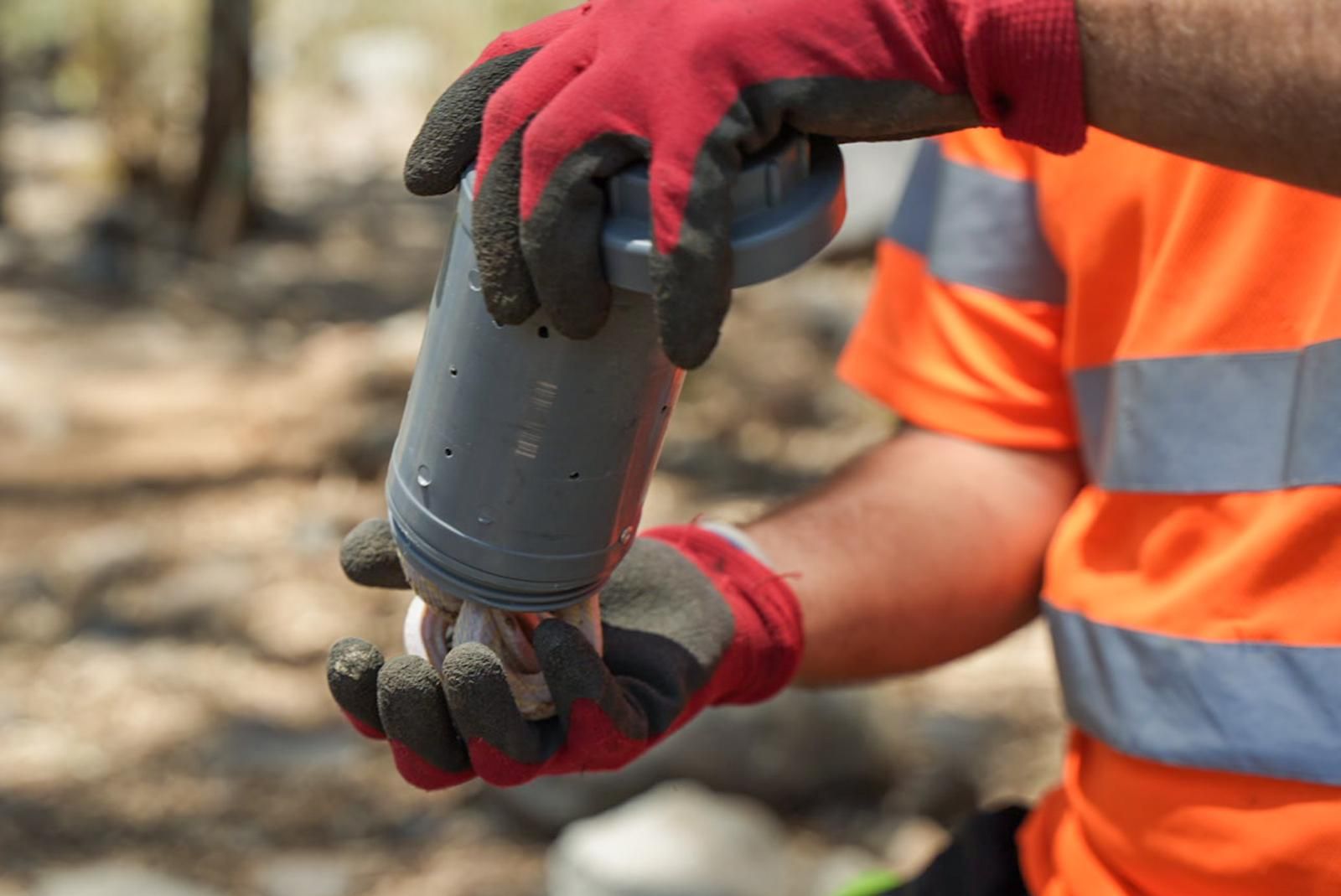 Así entrenan a los perros de Gesplan para encontrar serpientes invasoras en Gran Canaria
