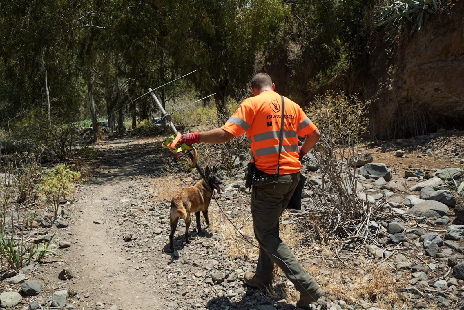 Así entrenan a los perros de Gesplan para encontrar serpientes invasoras en Gran Canaria