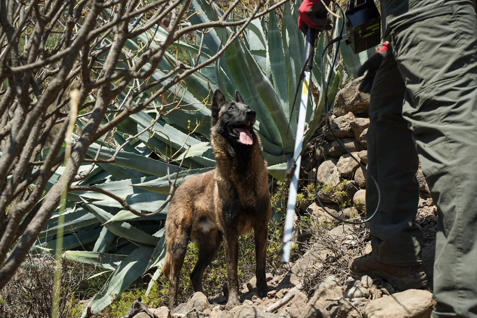 Así entrenan a los perros de Gesplan para encontrar serpientes invasoras en Gran Canaria