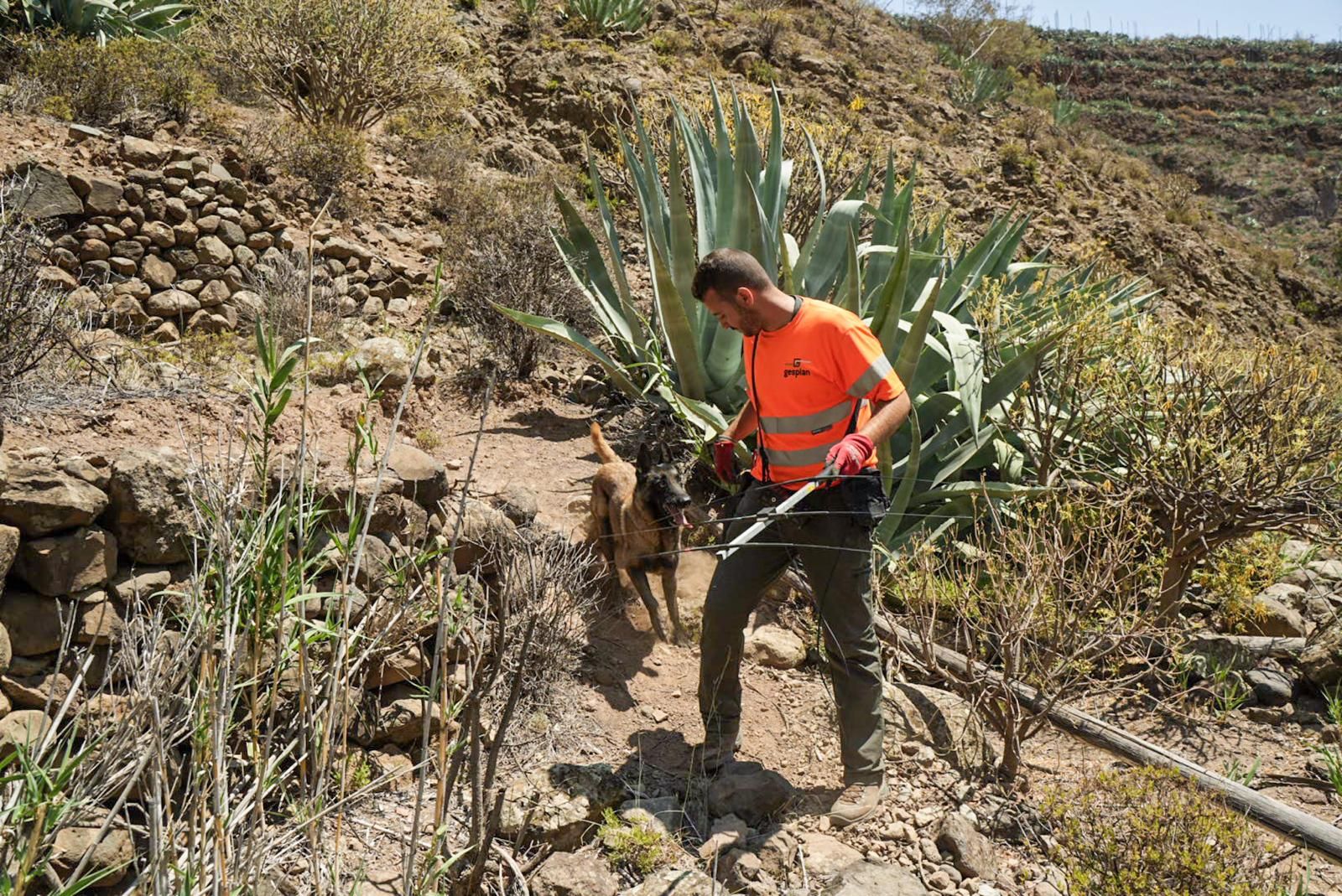 Así entrenan a los perros de Gesplan para encontrar serpientes invasoras en Gran Canaria