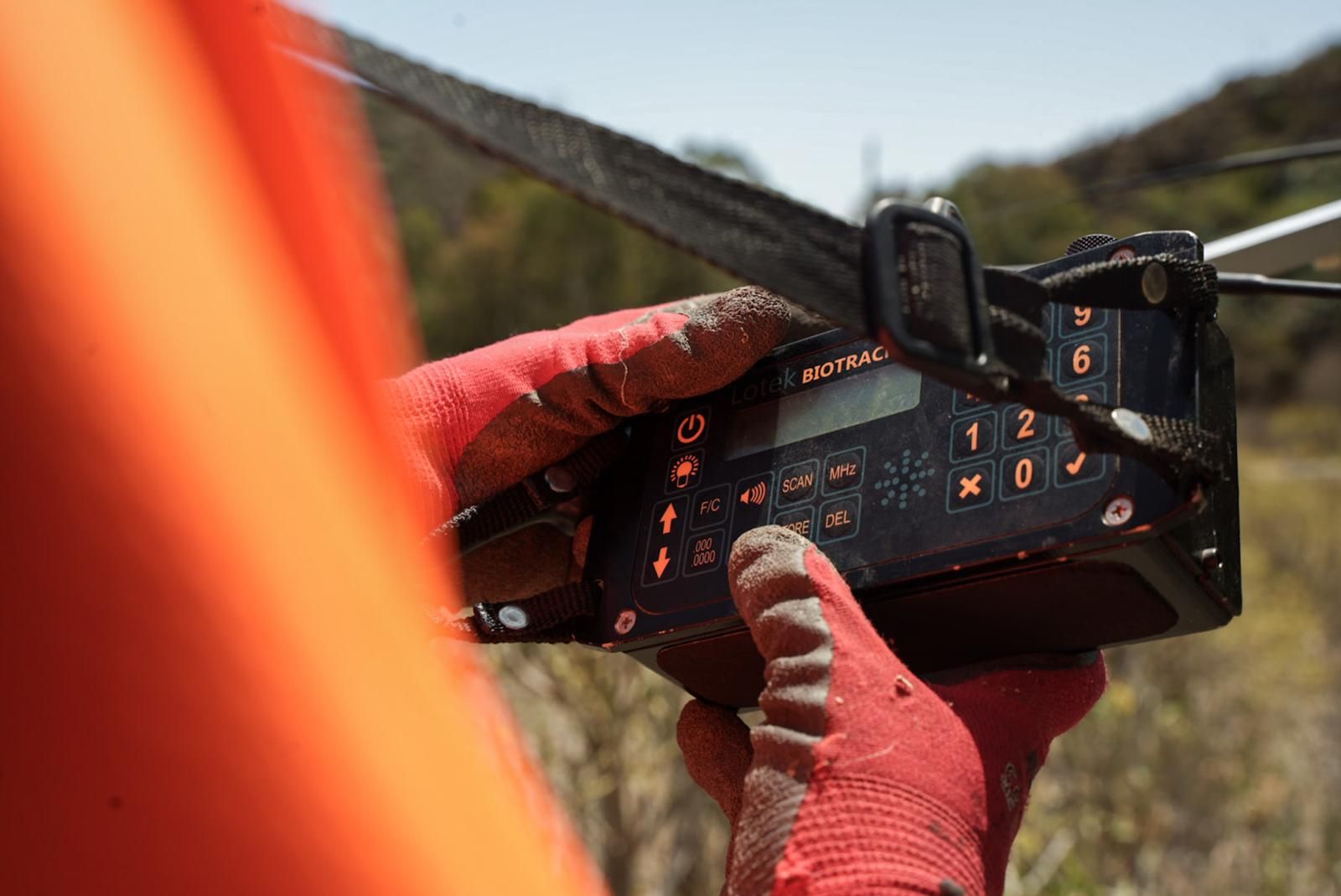 Así entrenan a los perros de Gesplan para encontrar serpientes invasoras en Gran Canaria