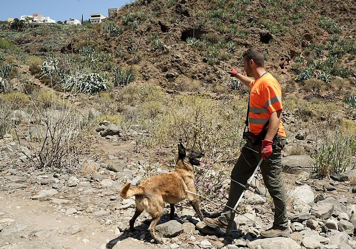 Así entrenan a los perros de Gesplan para encontrar serpientes invasoras en Gran Canaria