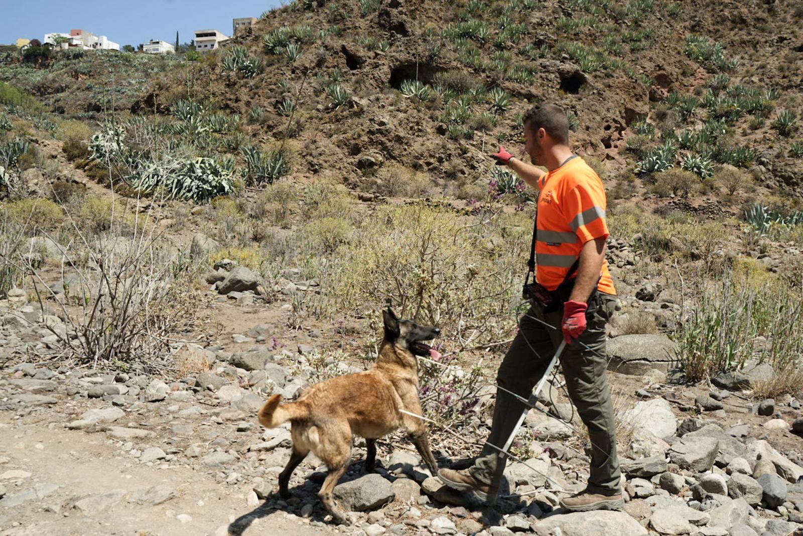 Así entrenan a los perros de Gesplan para encontrar serpientes invasoras en Gran Canaria
