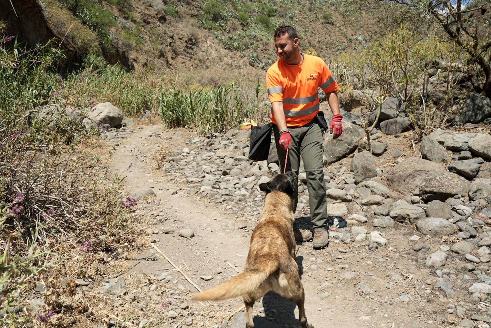 Así entrenan a los perros de Gesplan para encontrar serpientes invasoras en Gran Canaria