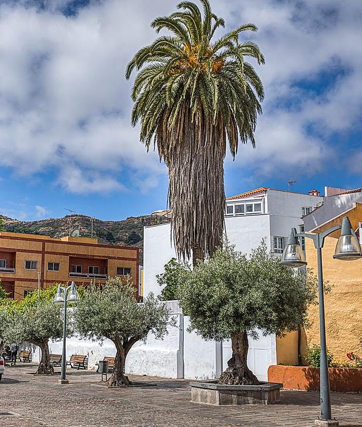 Imagen secundaria 2 - Acebuche de Llano Parra, encina de Los Picachos y palmera de las mil hojas.