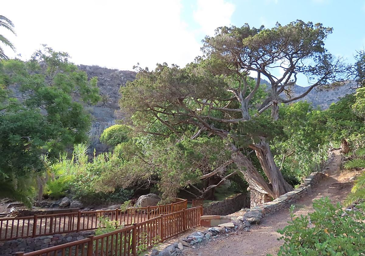 La sabina de Tirma es la más grande de Gran Canaria y una de las mayores de Canarias.