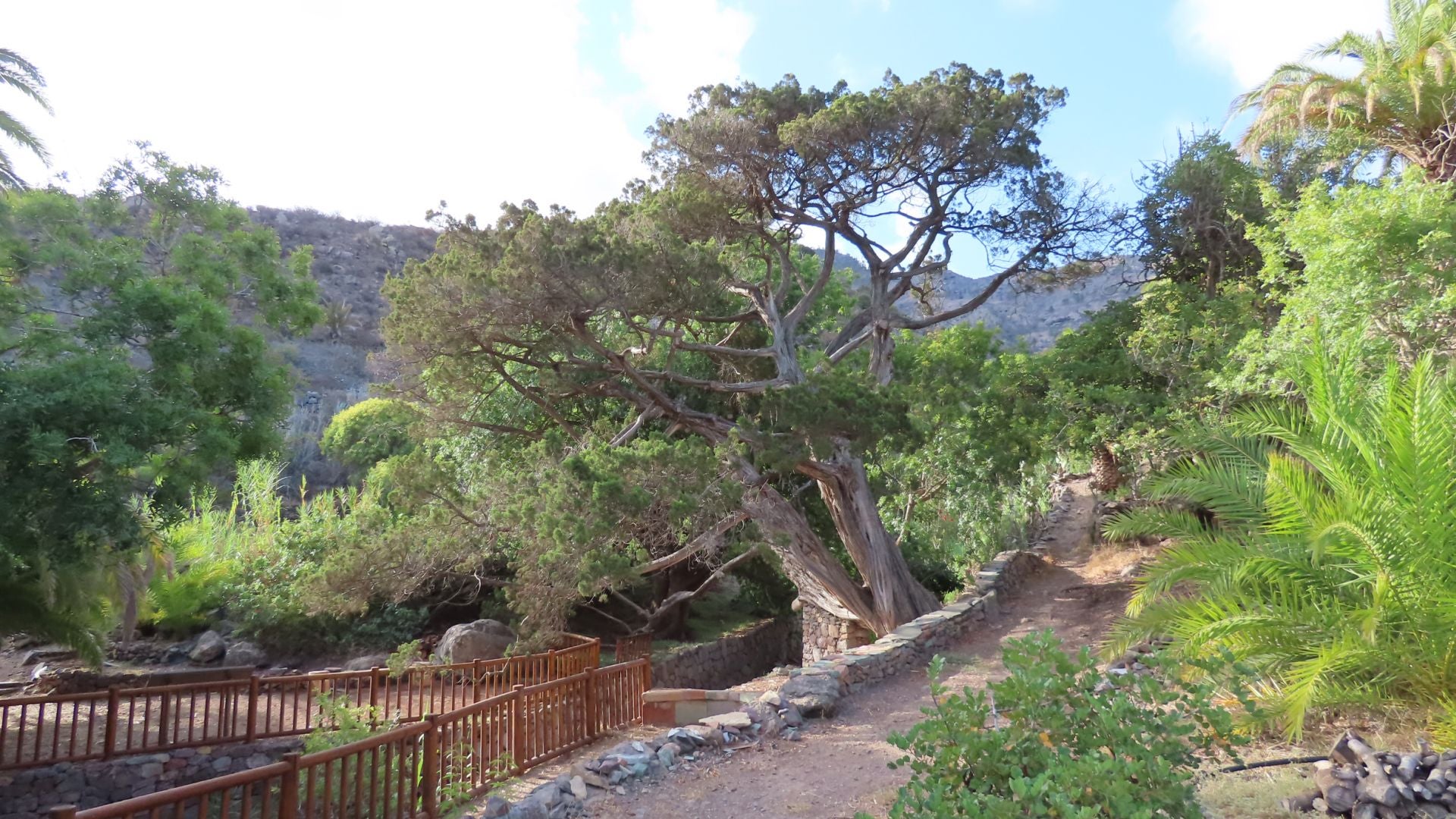 Los árboles más singulares de Gran Canaria, en imágenes