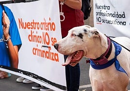 La protesta de los veterinarios en Las Palmas de Gran Canaria, en imágenes