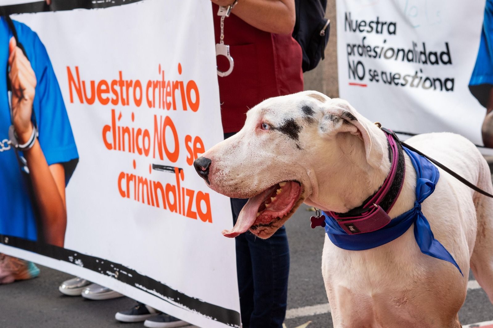 La protesta de los veterinarios en Las Palmas de Gran Canaria, en imágenes