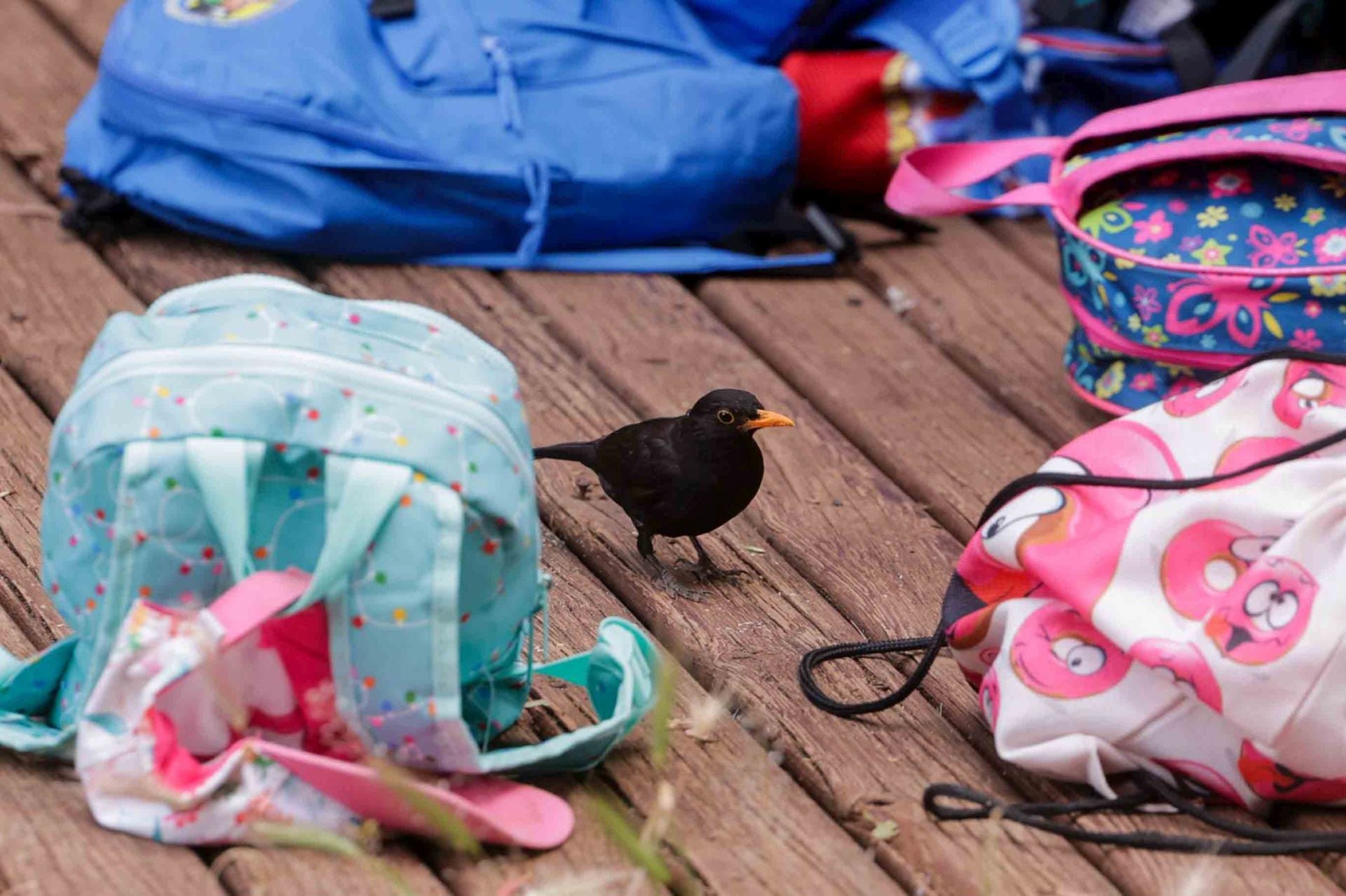 Imágenes del proyecto Brinzal elaborado por el alumnado de Canarias