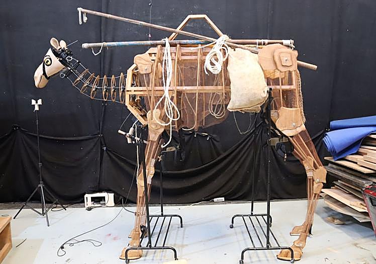 La dromedaria Hanina pesa casi 40 kilos.