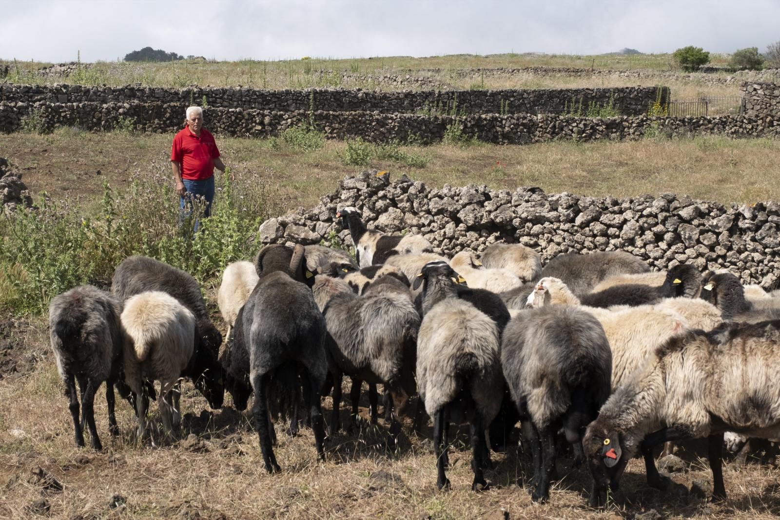 Lalo Fonte, con su ganado.