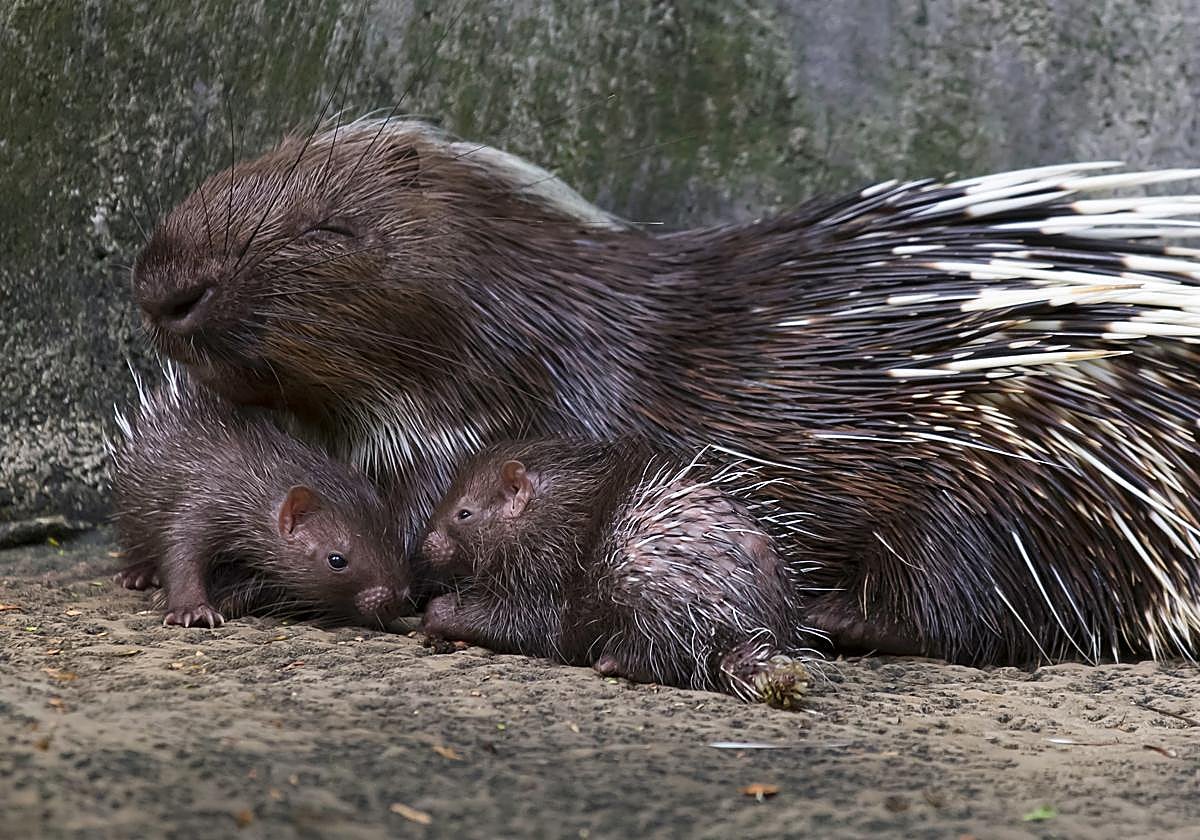Espineta, la madre, nació en el centro situado en La Lajita hace cinco años y forma parte del grupo reproductor.