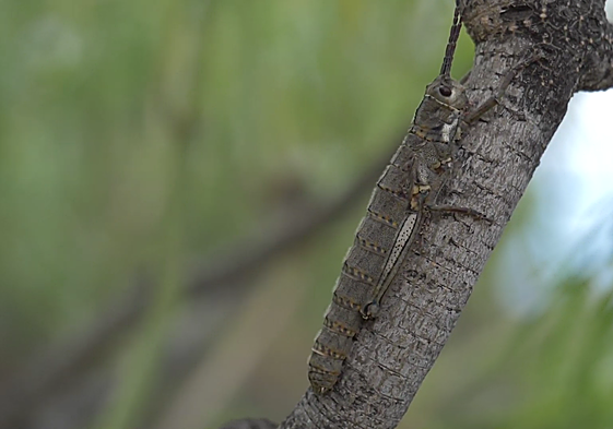 Ejemplar de cigarrón palo palmero ('Acrostira euphorbiae') en una tabaiba.