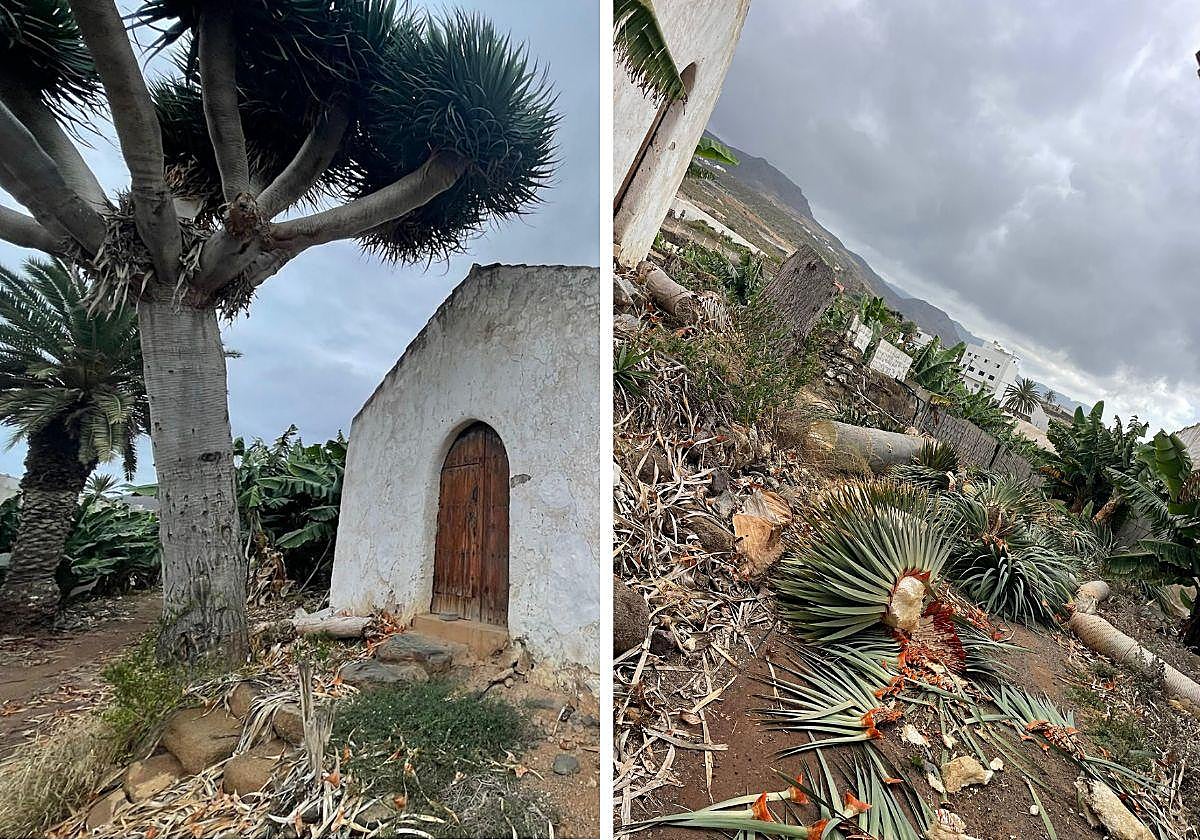 Ayuntamiento y vecinos denuncian la tala de un drago en Gáldar