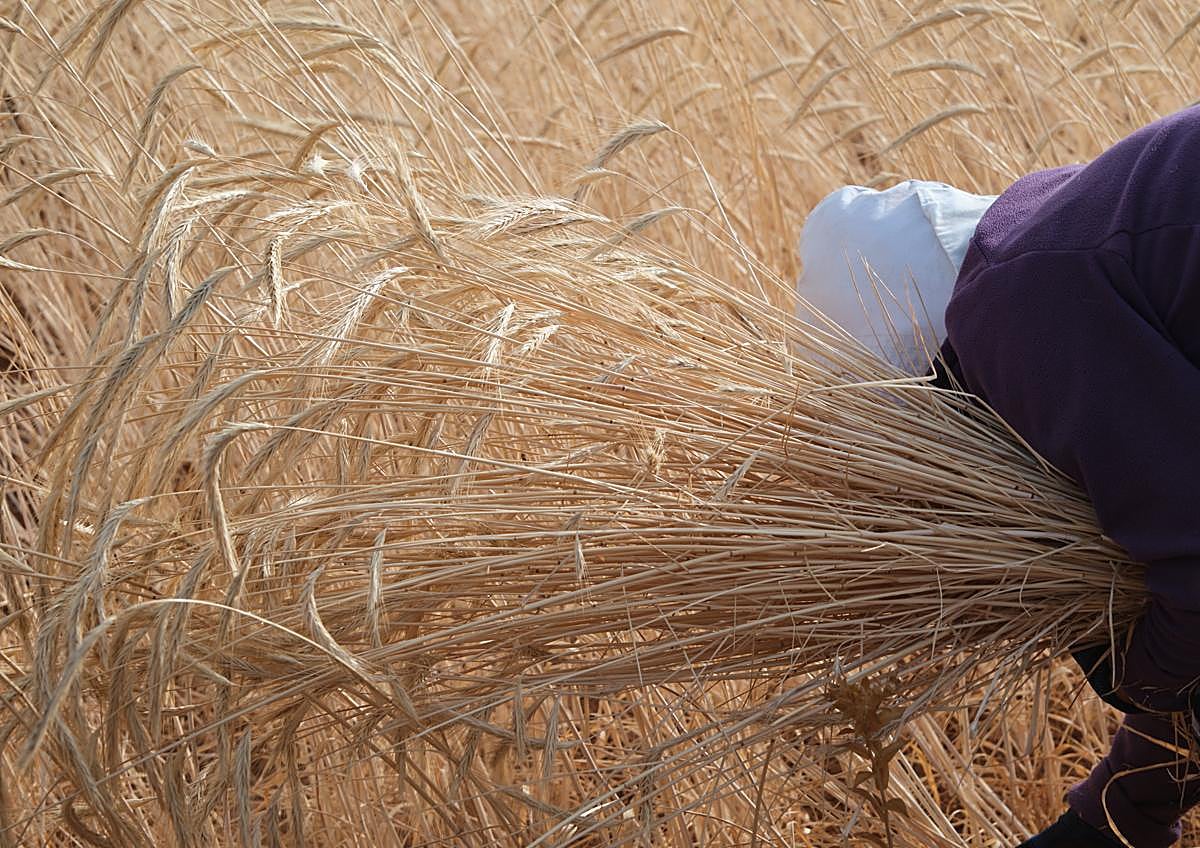 Imagen secundaria 1 - Labores de cosecha por las artesanas y los artesanos