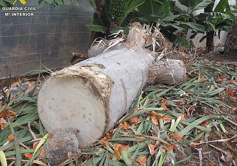 Investigan la tala ilegal de un drago en una finca privada de Gáldar