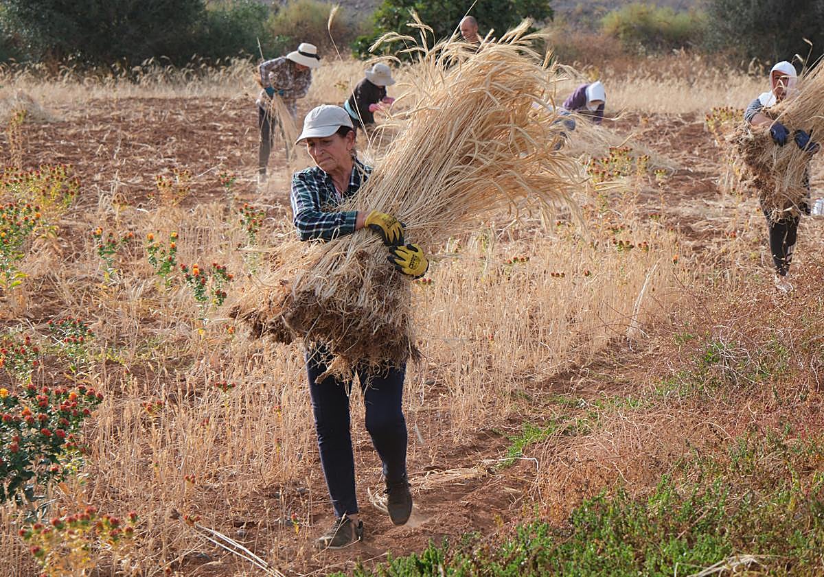Imagen principal - Labores de cosecha por las artesanas y los artesanos