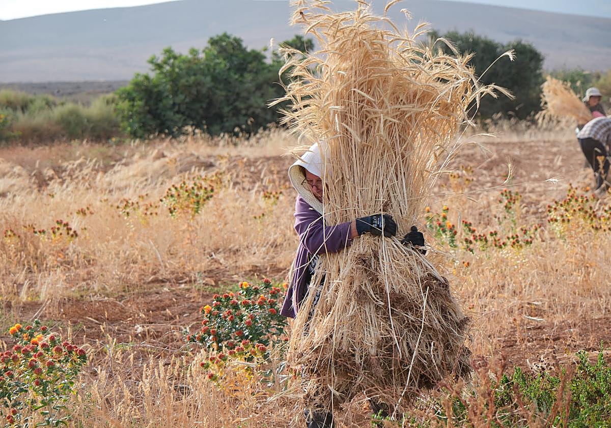 Imagen principal - El centeno regresa como materia prima a la artesanía de Fuerteventura