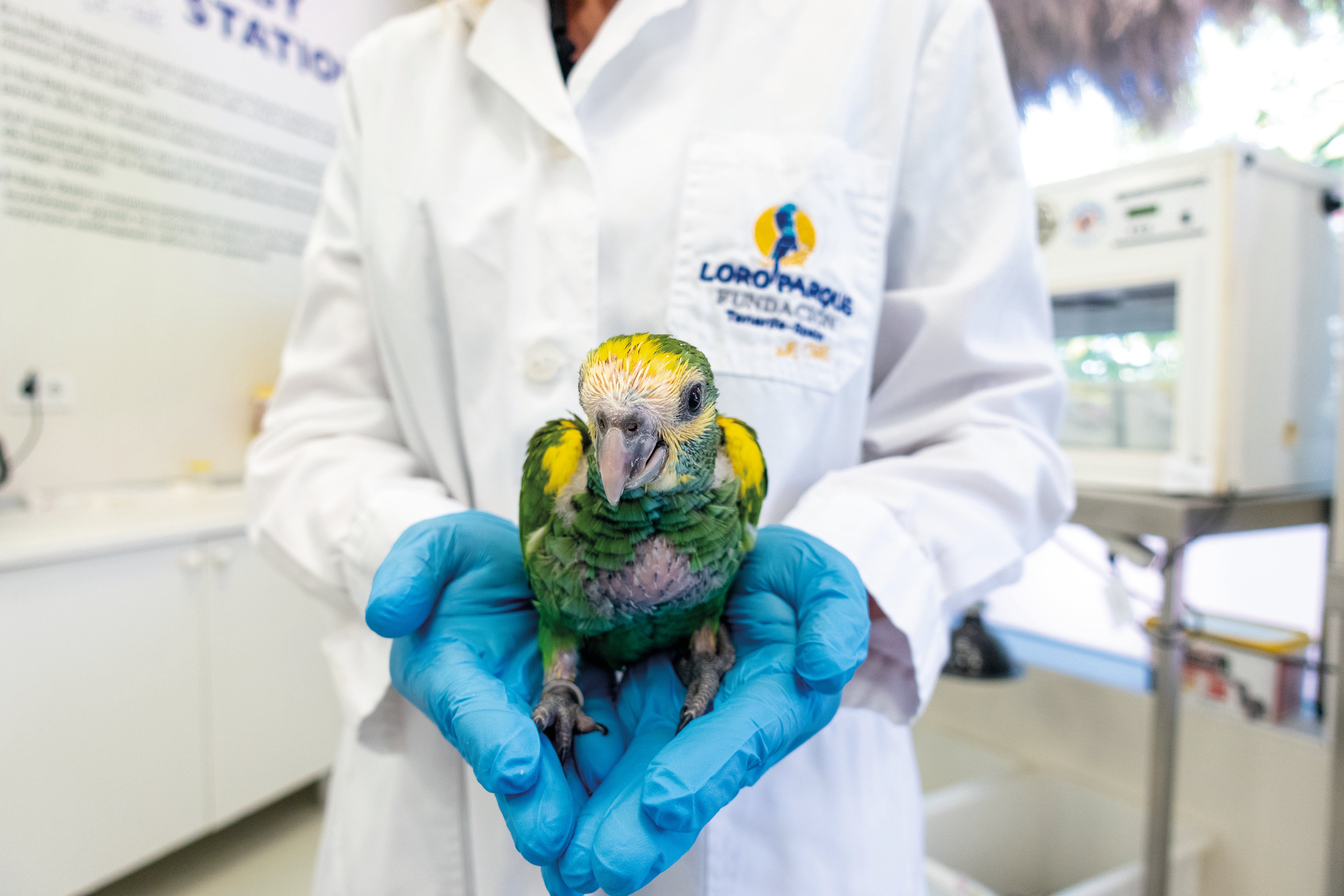 Imagen de una de las especies salvadas.