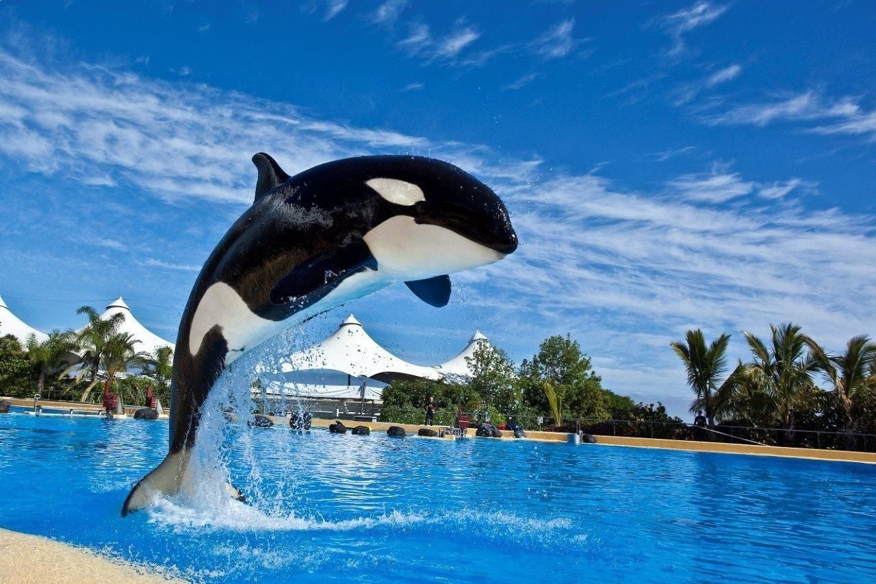Morgan en las instalaciones de Loro Parque.