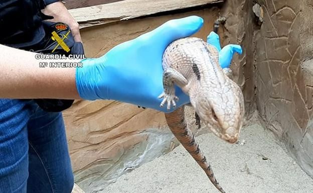 Imagen de archivo de un caimán.