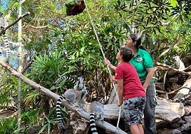 Un participante de la anterior edición aprende a llevar la comida a los lemures.