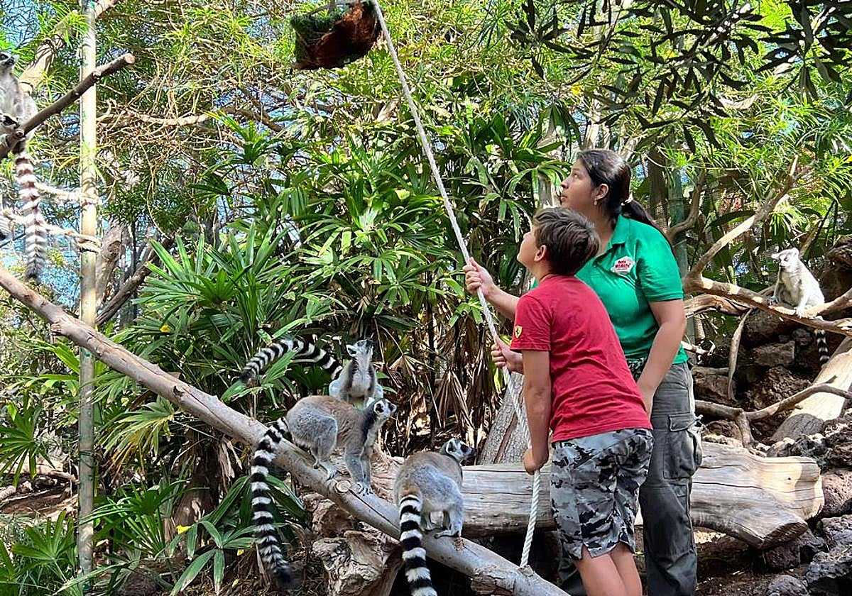 Un participante de la anterior edición aprende a llevar la comida a los lemures.