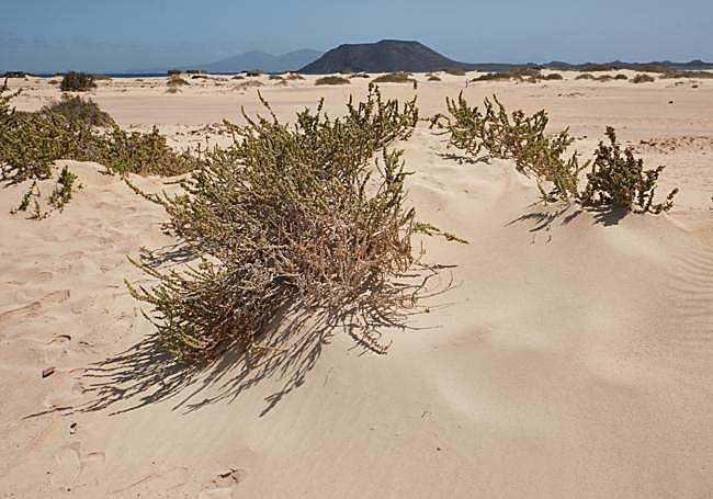 Balancones en el Parque Natural, las plantas arbustivas que resultan imprescindibles a la hora de la formación de las dunas costeras..