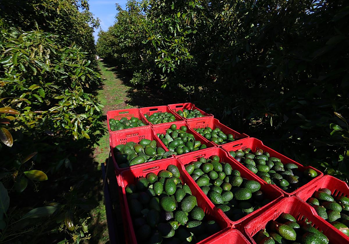 Imagen de archivo de una finca de aguacates.