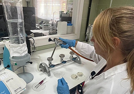 Una técnica trabajando en uno de los centros de la Red Canaria de Laboratorios de Salud Pública.