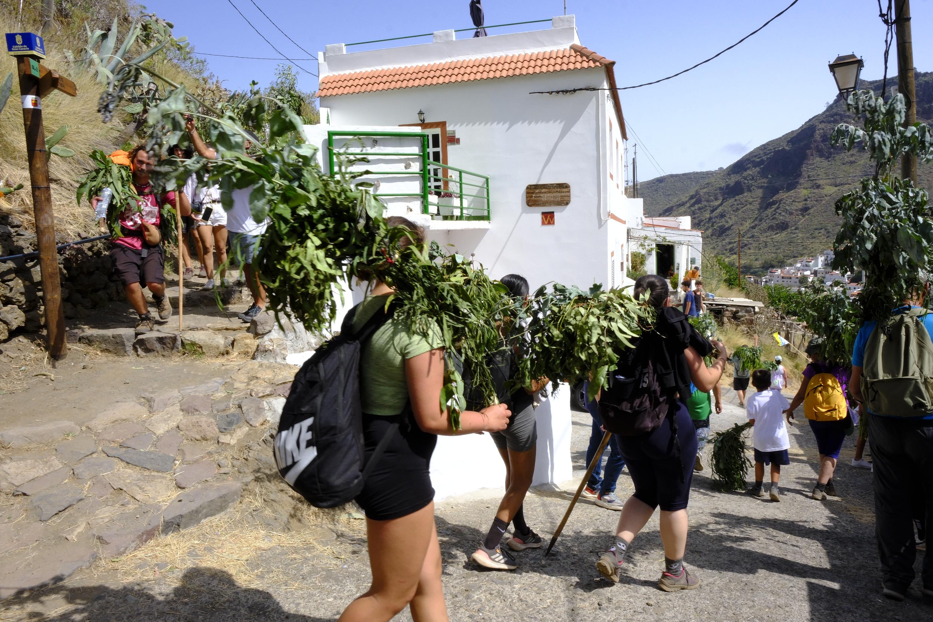 Agaete vibra con la Rama de San Pedro