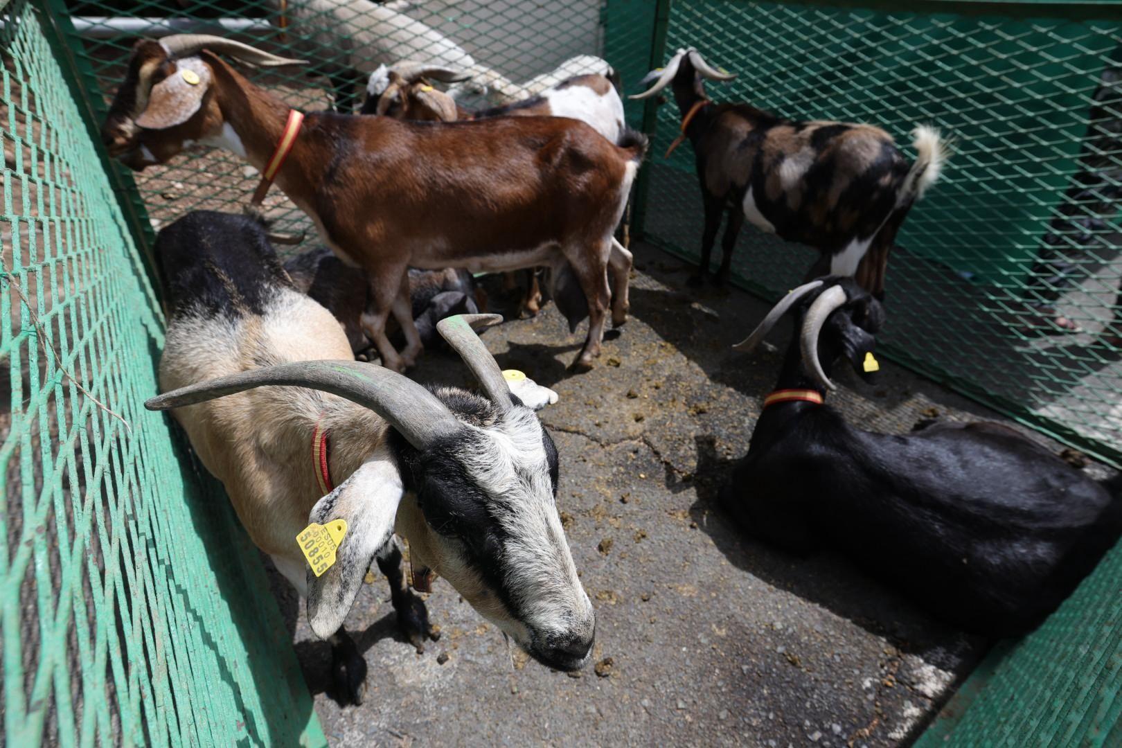 Ingenio honra a San Pedro y San Pablo